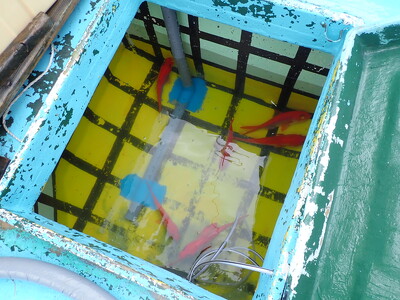 濾過殺菌された海水と冷水機で水温管理した生け簀